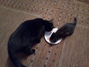 IMG_20200316_061807 (2).jpg