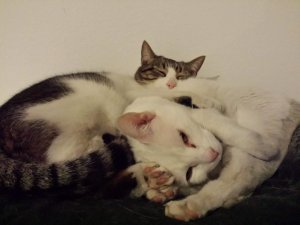 20200319_194650.jpg 20200319_194650.jpg