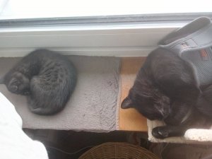 IMG_20200320_101711 (1).jpg