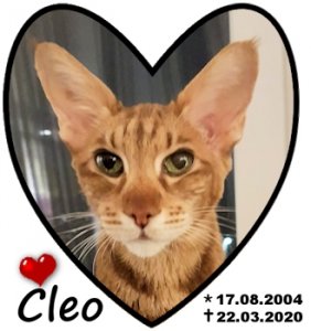 Cleo-22-03.2020-350.jpg