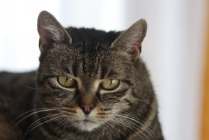 Crisette März.JPG Crisette März.JPG