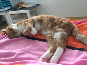 28396C16-1A28-4B54-AEC7-F45C27D7A181.jpeg 28396C16-1A28-4B54-AEC7-F45C27D7A181.jpeg