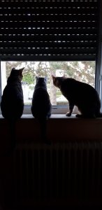 20190713_205436.jpg 20190713_205436.jpg