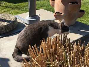 82D3597A-C378-4F02-AF48-2CDCD4B2B546.jpeg 82D3597A-C378-4F02-AF48-2CDCD4B2B546.jpeg