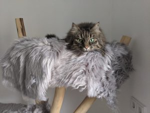 WhatsApp Image 2020-03-31 at 13.59.20 (1).jpeg WhatsApp Image 2020-03-31 at 13.59.20 (1).jpeg