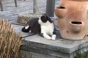 DB0BDAF6-32DB-413C-8934-D103AB2A0285.jpeg DB0BDAF6-32DB-413C-8934-D103AB2A0285.jpeg