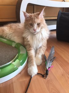 WhatsApp Image 2020-04-10 at 07.58.00.jpeg