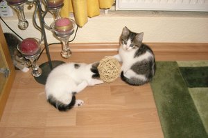 CIMG7051 - Kopie.jpg