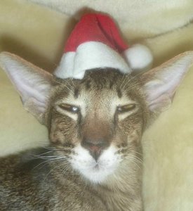 Frohe Weihnachten3.jpg