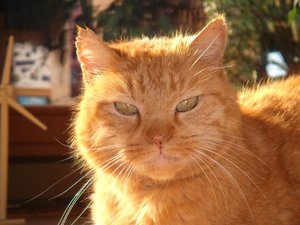 Sammy und Maus 002.jpg