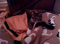 Samy in der Tasche.png