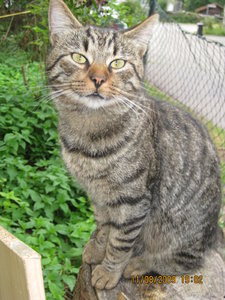 Hausen 11.08.09 016.JPG