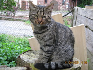 Hausen 11.08.09 027.JPG