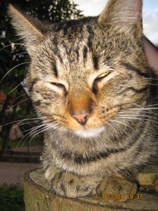 Hausen 11.08.09 032.JPG