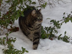 Winterwounderland II.Dez.2009 020.jpg