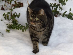 Winterwounderland II.Dez.2009 022.jpg