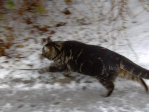 Winterwounderland II.Dez.2009 026.jpg