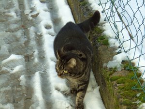 Winterwounderland II.Dez.2009 010.jpg