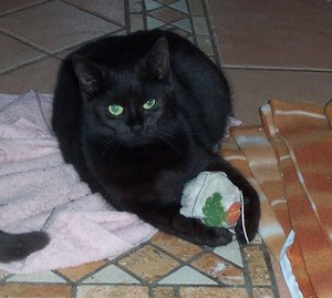 Luna und ihr Baldrian-Ball.jpg