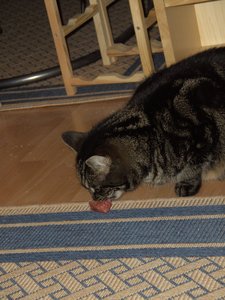 Weihnachten 09 mit Püppy 024.jpg