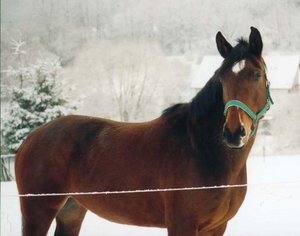 Rika allein im Schnee.jpg