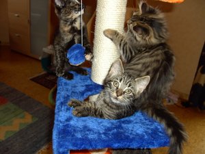 Katzenbabies Nov.2007 008.jpg
