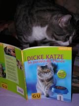 dickekatzen1.jpg