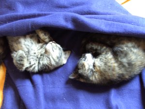 Katzenbabies Nov.2007 004.jpg