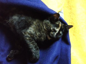 Katzenbabies Nov.2007 001.jpg