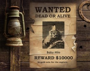 Wnated baby milo.jpg