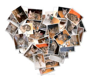 Katzen Collage.jpg