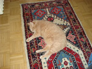 max der mäusekiller 001.jpg