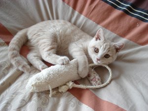 max der mäusekiller 004.jpg