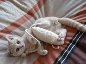 max der mäusekiller 005.jpg