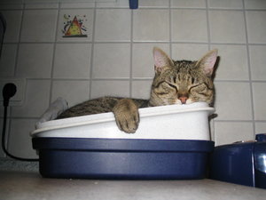 Bilder Februar 2009 014.jpg