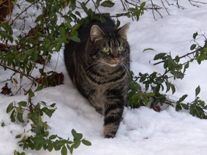 Winterwounderland II.Dez.2009 021.jpg