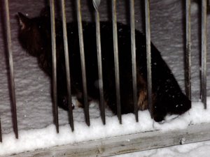 Weihnachten 09 mit Püppy 016.jpg