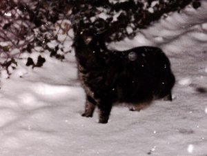 Weihnachten 09 mit Püppy 017.jpg