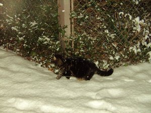 Weihnachten 09 mit Püppy 018.jpg