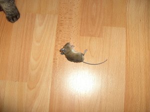 Püppy & Beute 012.jpg