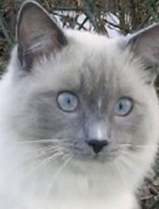 Das kleine Monster =).jpg