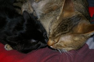 Felix und Zoey 155.jpg