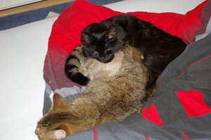 Felix und Zoey 112.jpg