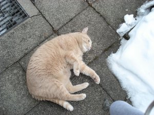 gissidraußen 001.jpg