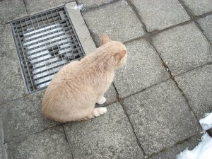 gissidraußen 002.jpg