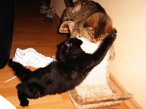 Felix und Zoey 091.jpg