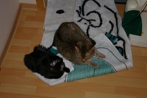 Felix und Zoey 157.jpg