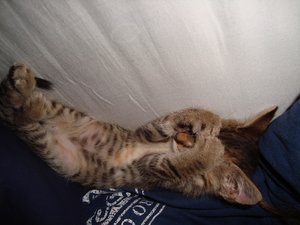 die geschichte der lilly 210.jpg