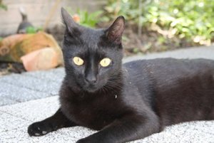 cello in Lünen Juni 2009.jpg