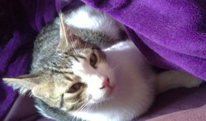 banner_Hannover 07-2010.jpg